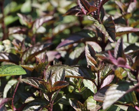 Мята перечная Chocolate