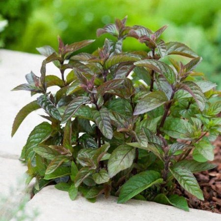 Мята перечная Chocolate