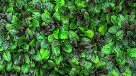 Фактура листа мяты перечной