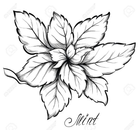 Мята раскраска