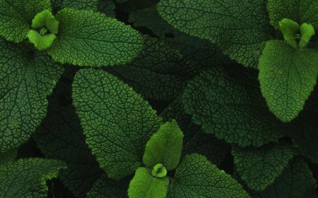 Мята картинки