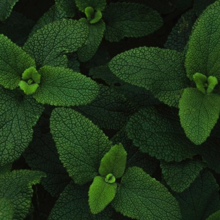 Листья мяты