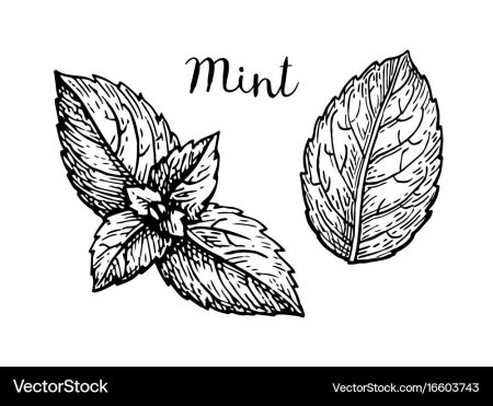 Листья мяты