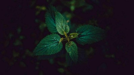 Мята перечная Эстетика