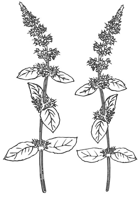 Мята перечная