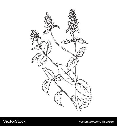 Мята перечная чб