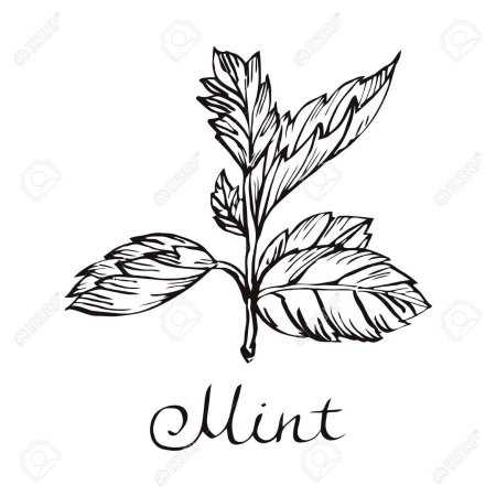 Листья мяты