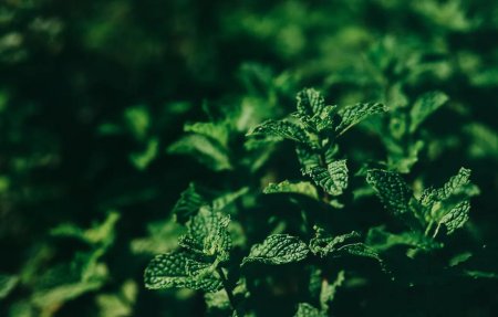 Зелень мята