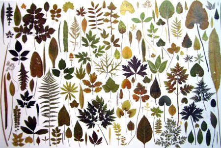 Ботанический гербарий