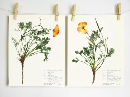 Ботанический принт грибов гербарий