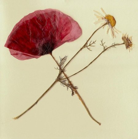 Гербарий Мак полевой