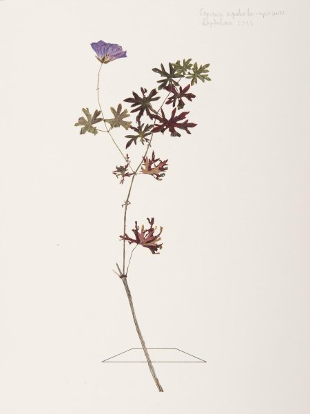 Герань гербарий