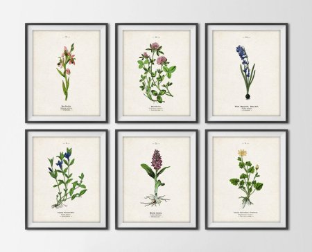 Живопись Ботаническая гербарий