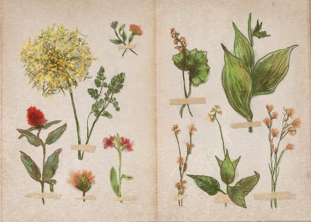 Гербарий Эмили Дикинсон