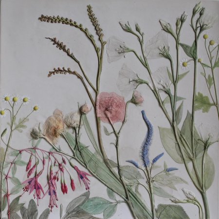 Гербарии Рейчел Дейн