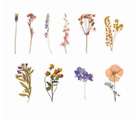 Сухая трава гербарий сухоцветы