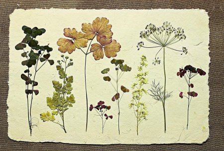 Анис обыкновенный гербарий