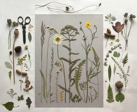 Гербарий засушенные растения осень