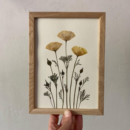 Гербарий на стене