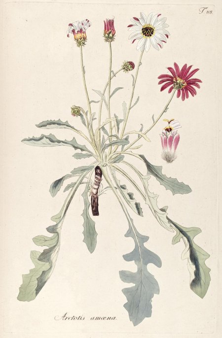 Ботаническая иллюстрация