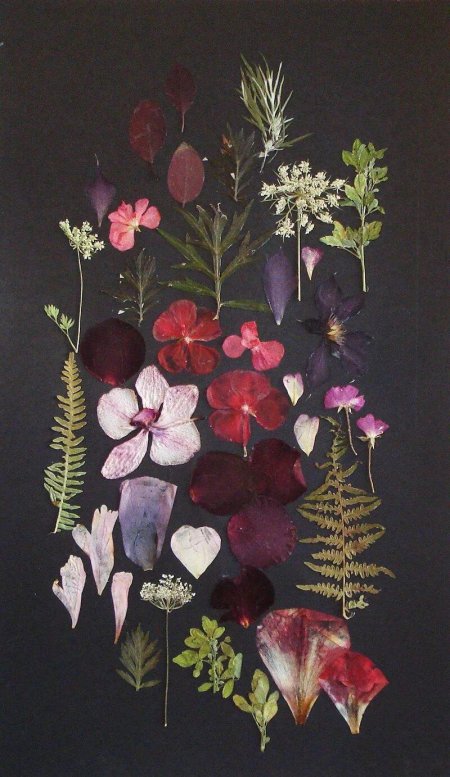 Ошибана розы