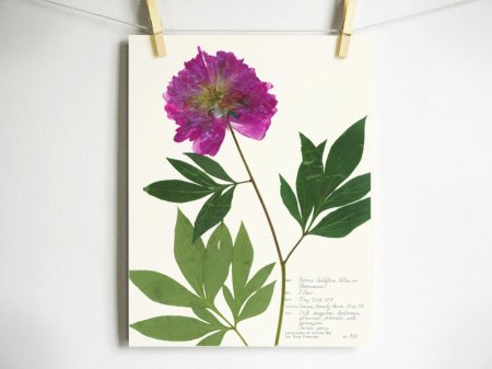 Пион гербарий