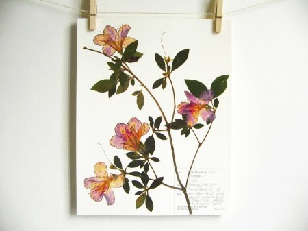 Ботанический светильник