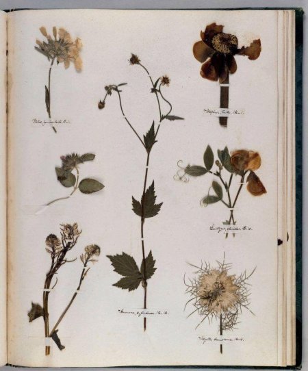 Гербарий Эмили Дикинсон