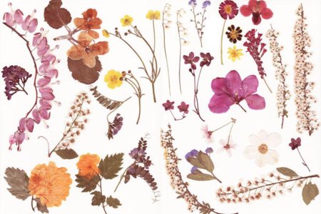 Сухая трава гербарий сухоцветы