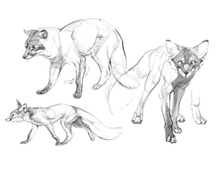 Лиса референс