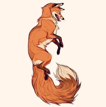 Giulialibard лиса