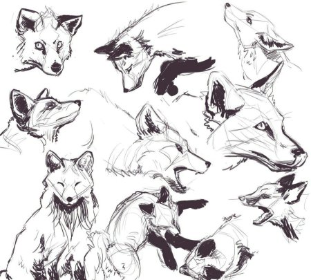 Лиса референс