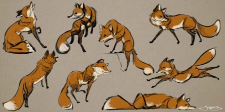 Анатомия лисы референс