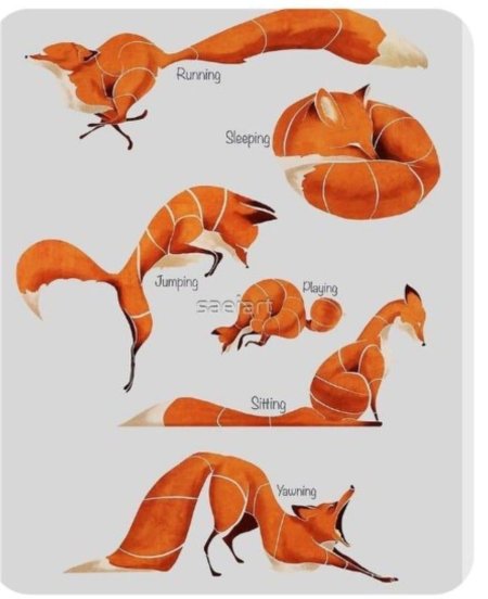 Лиса референс