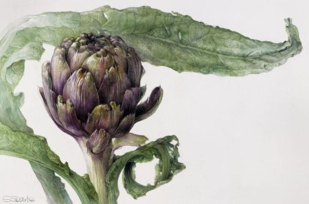 Элейн Сирл артишок