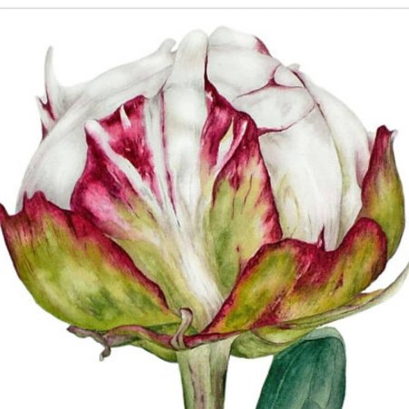 Художница Мари Берк