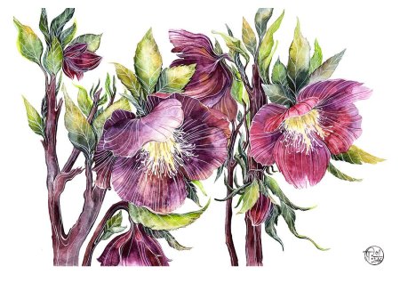 Ботаника акварель