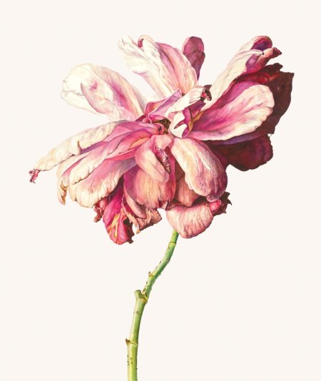 Рози Сандерс