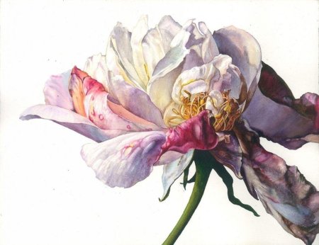 Роберт МАКНЕЙЛЛ Ботаническая живопись