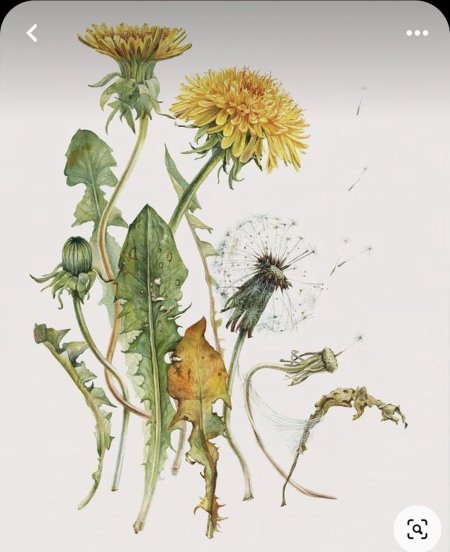 Одуванчик полевой лекарственный