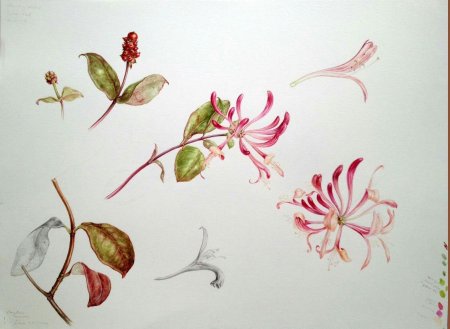 Жимолость каприфоль ботаника