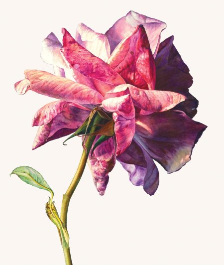 Рози Сандерс