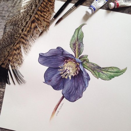 Маргарита Асташова Ботаническая живопись