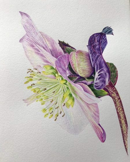 Маргарита Асташова Ботаническая живопись