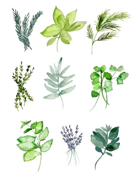 Акварельные Ботанические цветы