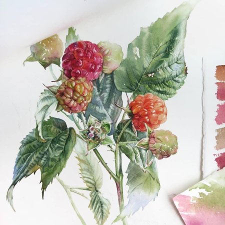 Светлана Лансе Ботаническая живопись