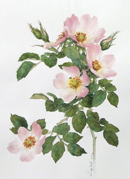 Шиповник роза канина