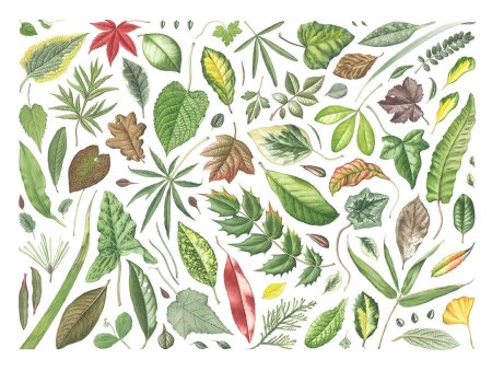 Julia Trickey Botanical