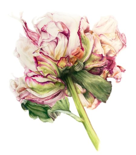 Marie Burke акварель