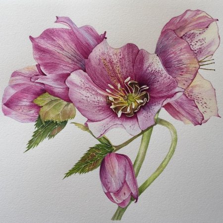 Маргарита Асташова Ботаническая живопись